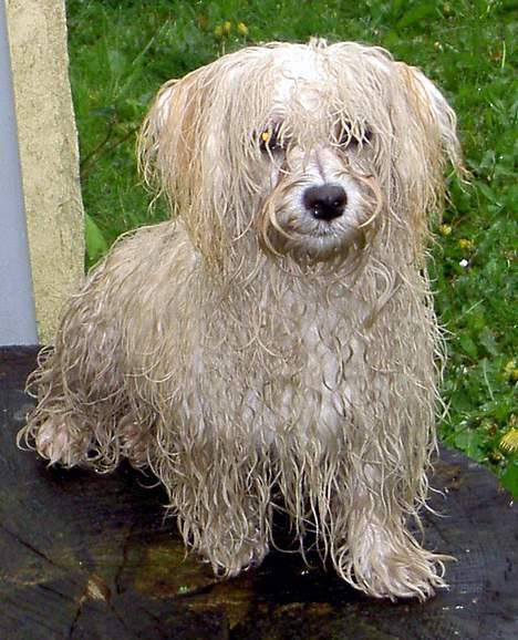 Bichon havanais Milou - Øv, for en våd fornøjelse... billede 9