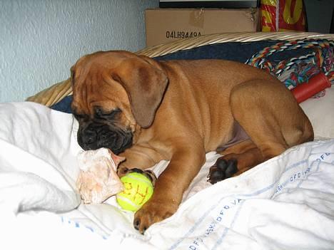 Bullmastiff Harley - En lille baby helt optaget af sit legetøj... billede 7