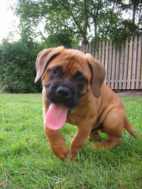 Bullmastiff Harley - Må jeg liiige smage.... billede 11