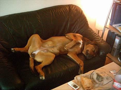 Blanding af racer rottweiler/Am.Bull Klunte billede 5