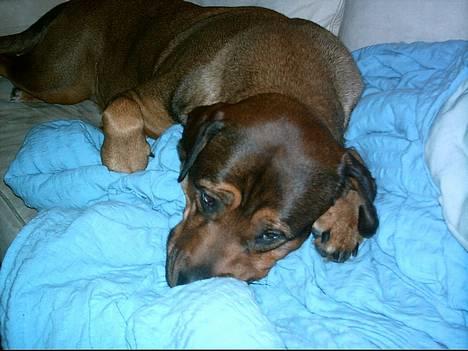 Blanding af racer rottweiler/Am.Bull Klunte billede 6