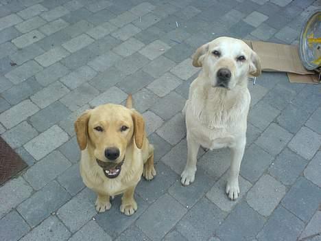 Labrador retriever sita - sita og dens mor billede 11