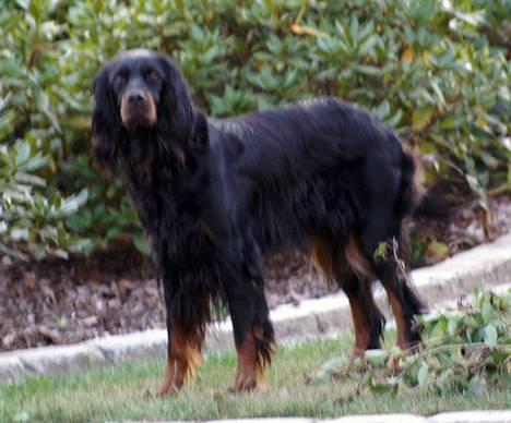 Gordon setter Meggie - meggei <3 . 26 juli 06 billede 7