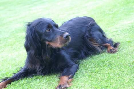 Gordon setter Meggie - meggie <3 billede 8