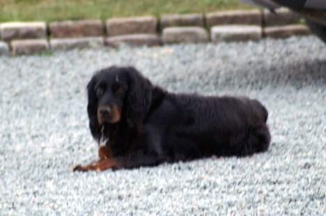 Gordon setter Meggie - meggie <3 26 juli 06 billede 9