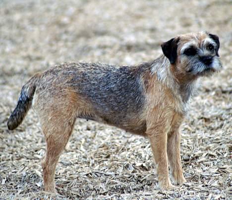 Border terrier Berta - berta <3 26 juli 06 billede 20