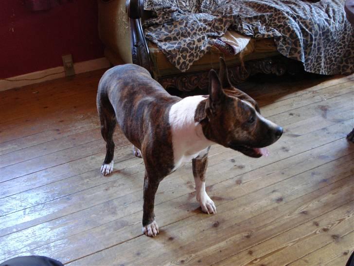 Amerikansk staffordshire terrier trine billede 1