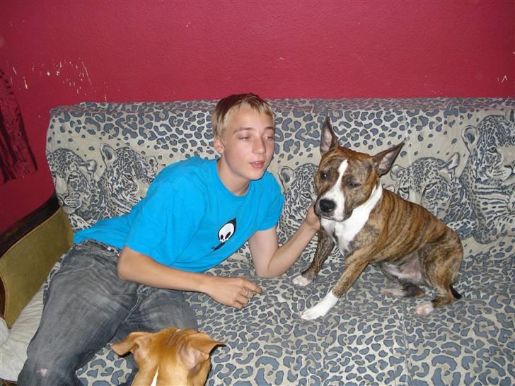 Amerikansk staffordshire terrier trine billede 3