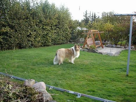 Collie langhåret Tello RIP :´-( - Smukke Tello billede 1