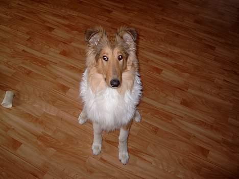 Collie langhåret Tello RIP :´-( - Tello ½år billede 2