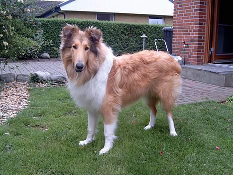 Collie langhåret Tello RIP :´-( - Tello ½år billede 3
