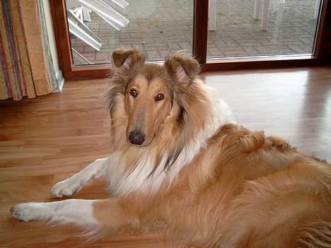 Collie langhåret Tello RIP :´-( - Tello 1år billede 4