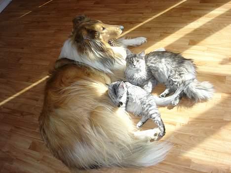 Collie langhåret Tello RIP :´-( - Tello ligger tit sammen med en eller flere af kattene billede 5