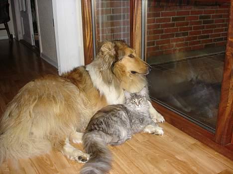 Collie langhåret Tello RIP :´-( - Det er nu sjovest at ligge og kikke ud på regnen. billede 6