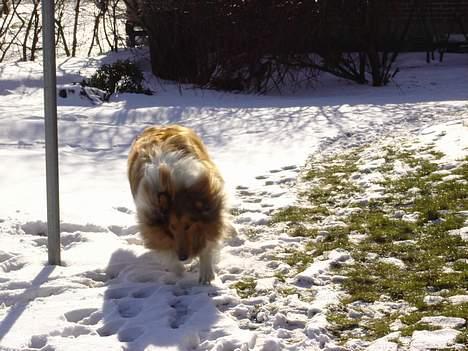 Collie langhåret Tello RIP :´-( - Tello elsker sne. billede 7