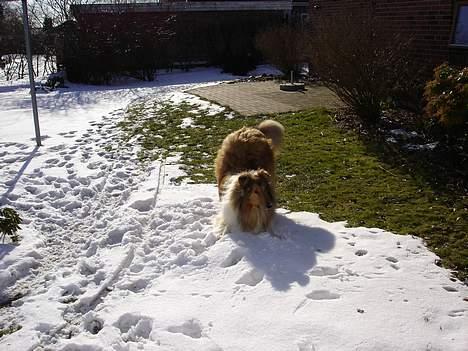 Collie langhåret Tello RIP :´-( - Tello elsker sne. billede 8