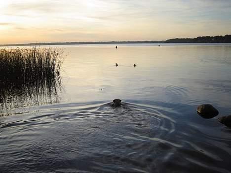 Engelsk bulldog Bertha billede 14