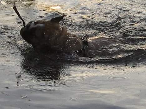 Engelsk bulldog Bertha billede 15