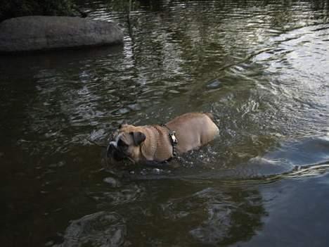 Engelsk bulldog Bertha billede 16