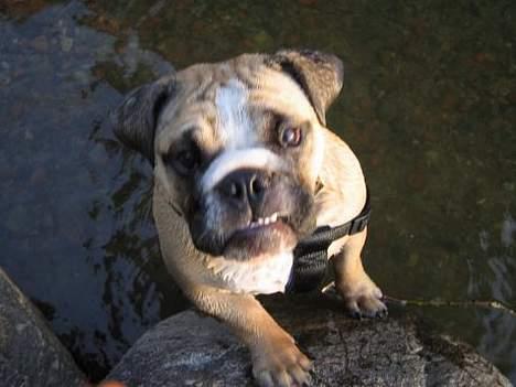 Engelsk bulldog Bertha billede 17