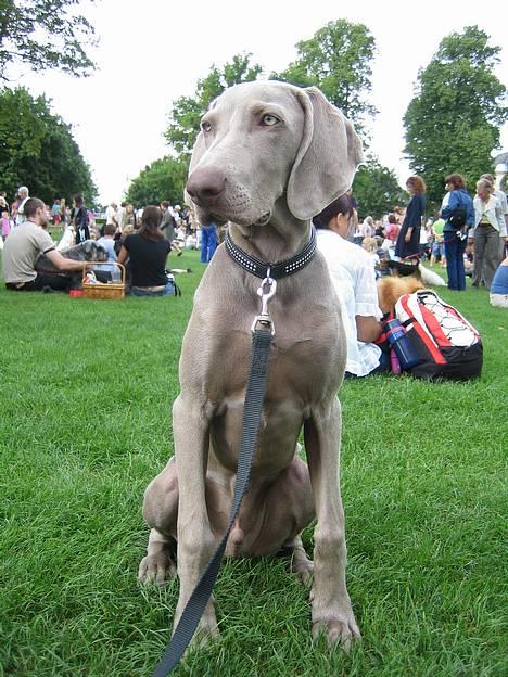 Weimaraner Merlin - Danmarks sødeste hund! Vi havde en skøn dag i Odense...selvom dommeren ikke så os ;o) billede 6