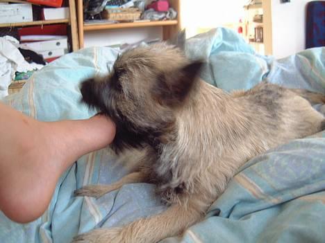 Cairn terrier Fru. Cille  billede 19