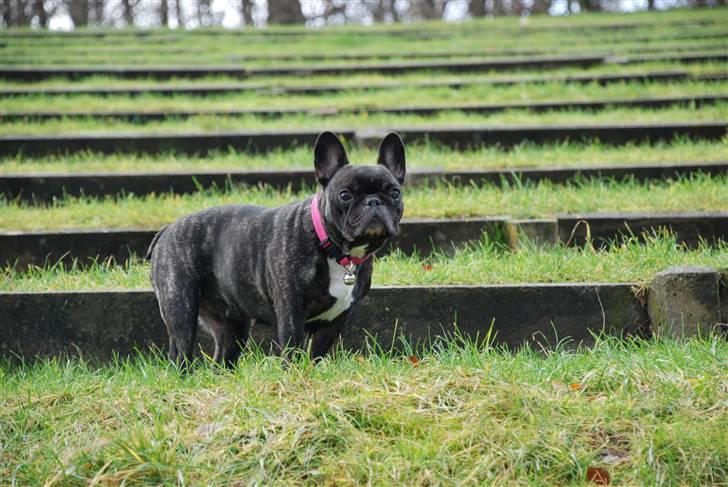 Fransk bulldog gizmo ( Død den 29/07-10) billede 12