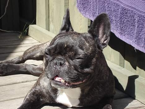 Fransk bulldog gizmo ( Død den 29/07-10) - Gizmo elsker sol og varme billede 13