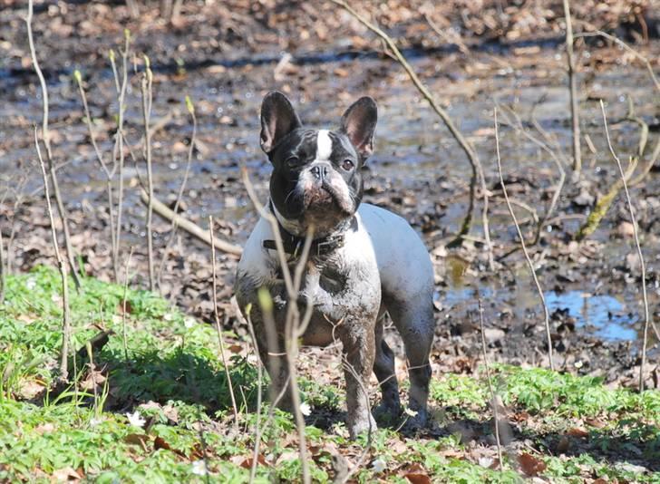 Fransk bulldog Gilbert - mudder bad.. juubbii.. billede 12