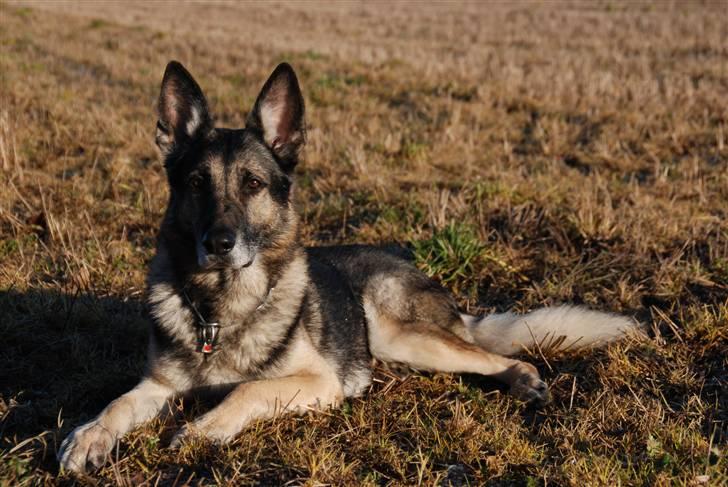 Schæferhund buller R.I.P. billede 1