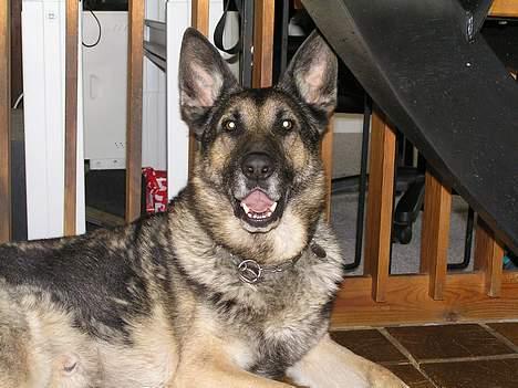 Schæferhund buller R.I.P. billede 2
