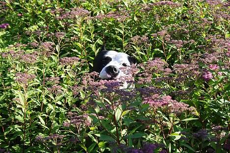 Amerikansk staffordshire terrier Cæsar blandet m. DOVENDYR RIP - find hunden.... billede 4