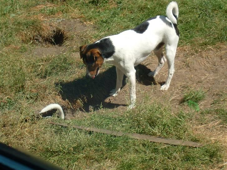 Dansk svensk gaardhund DKCH NOCH WVW11 Baloo - Bianca kom så igang - der er langt ned til Kinaland endnu - sommeren 2006 billede 13