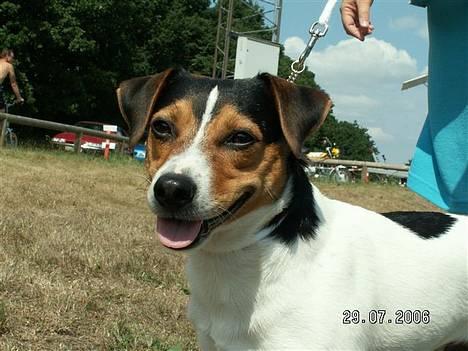 Dansk svensk gaardhund DKCH NOCH WVW11 Baloo - Smil til fotografen - 29.07.2006 billede 15