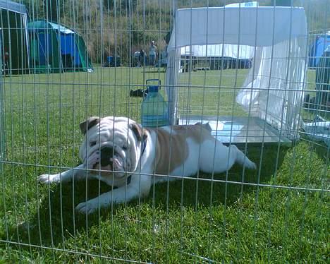 Engelsk bulldog Rambo Millefiori - Brøndby-udstillingen--- Rambo nyder varmen billede 14