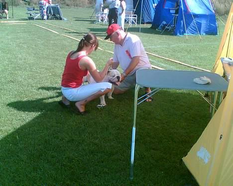 Engelsk bulldog Rambo Millefiori - Her bliver Rambo bedømt af sin dommer på første dagen i brøndby billede 15