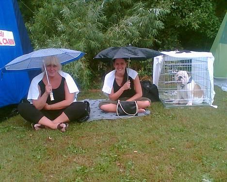 Engelsk bulldog Rambo Millefiori - Den dårlige regnvejrsdag i brøndby, (dag 2) billede 16