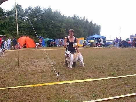 Engelsk bulldog Rambo Millefiori - Her står Rambo til bedømmelse dag 2 i brøndby billede 17