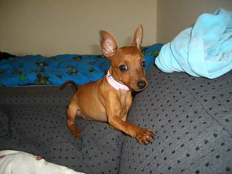 Dvaergpinscher Kate<3 12 maj - i hop og spring billede 5