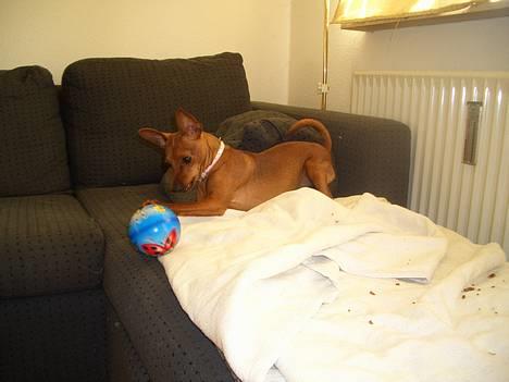 Dvaergpinscher Kate<3 12 maj billede 6