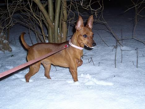 Dvaergpinscher Kate<3 12 maj - Mit første snevejr billede 7