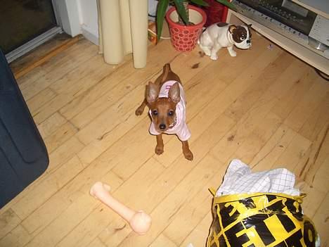 Dvaergpinscher Kate<3 12 maj - mig med min nye bluse billede 8