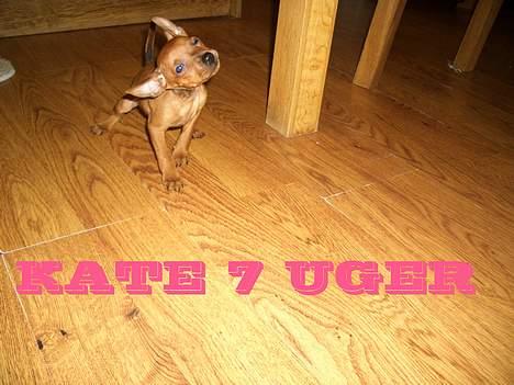 Dvaergpinscher Kate<3 12 maj billede 9