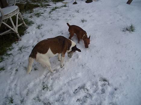 Dvaergpinscher Kate<3 12 maj - Mig og Molly spiser sne billede 10