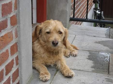 Basset fauve de bretagne Mille - Her vogter jeg! billede 5