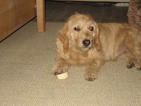 Basset fauve de bretagne Mille - mit ben! Forstået? billede 6