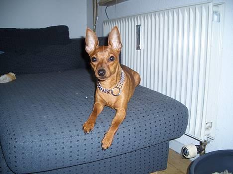 Dvaergpinscher Kate<3 12 maj billede 11