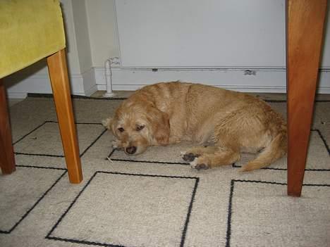 Basset fauve de bretagne Mille - Gab, elsker at sove lige her:) billede 7