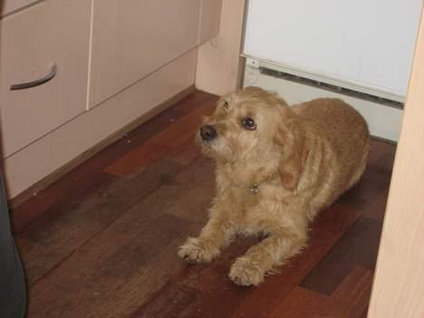 Basset fauve de bretagne Mille - Bare et lille stykke? billede 8
