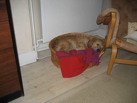 Basset fauve de bretagne Mille billede 9